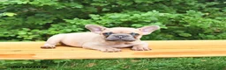 French Bulldog dogs for sale: Boone - Ad 4