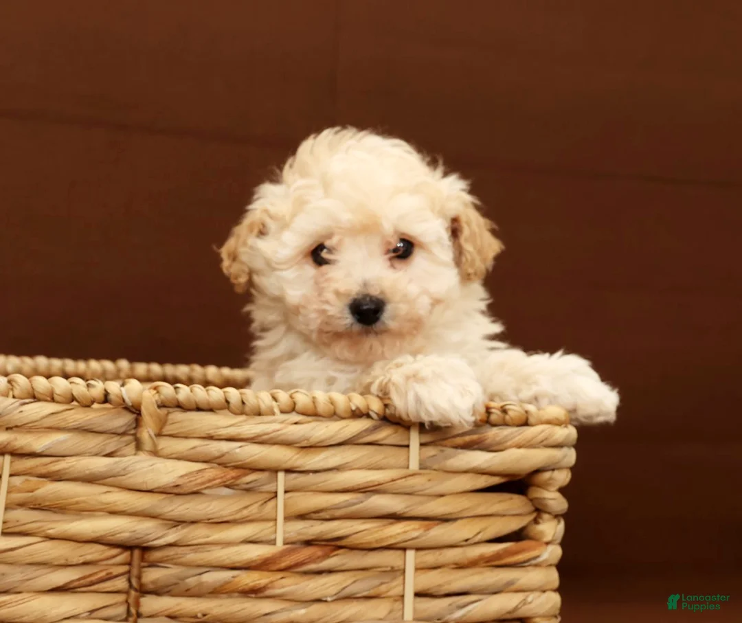 Bichpoo dogs for sale: Baxter - Ad 6