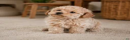 Miniature Poodle dogs for sale: Lucy - Ad 4