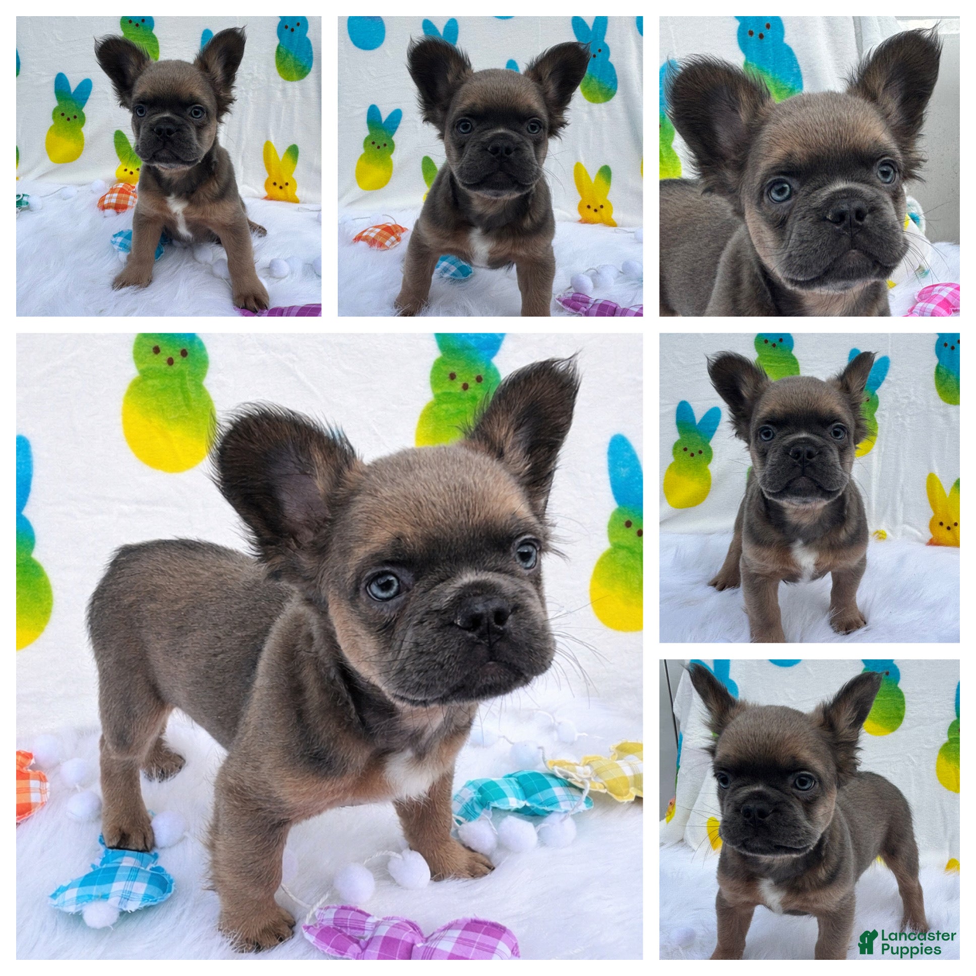 French Bulldog dogs for sale: Stewie - Ad 1