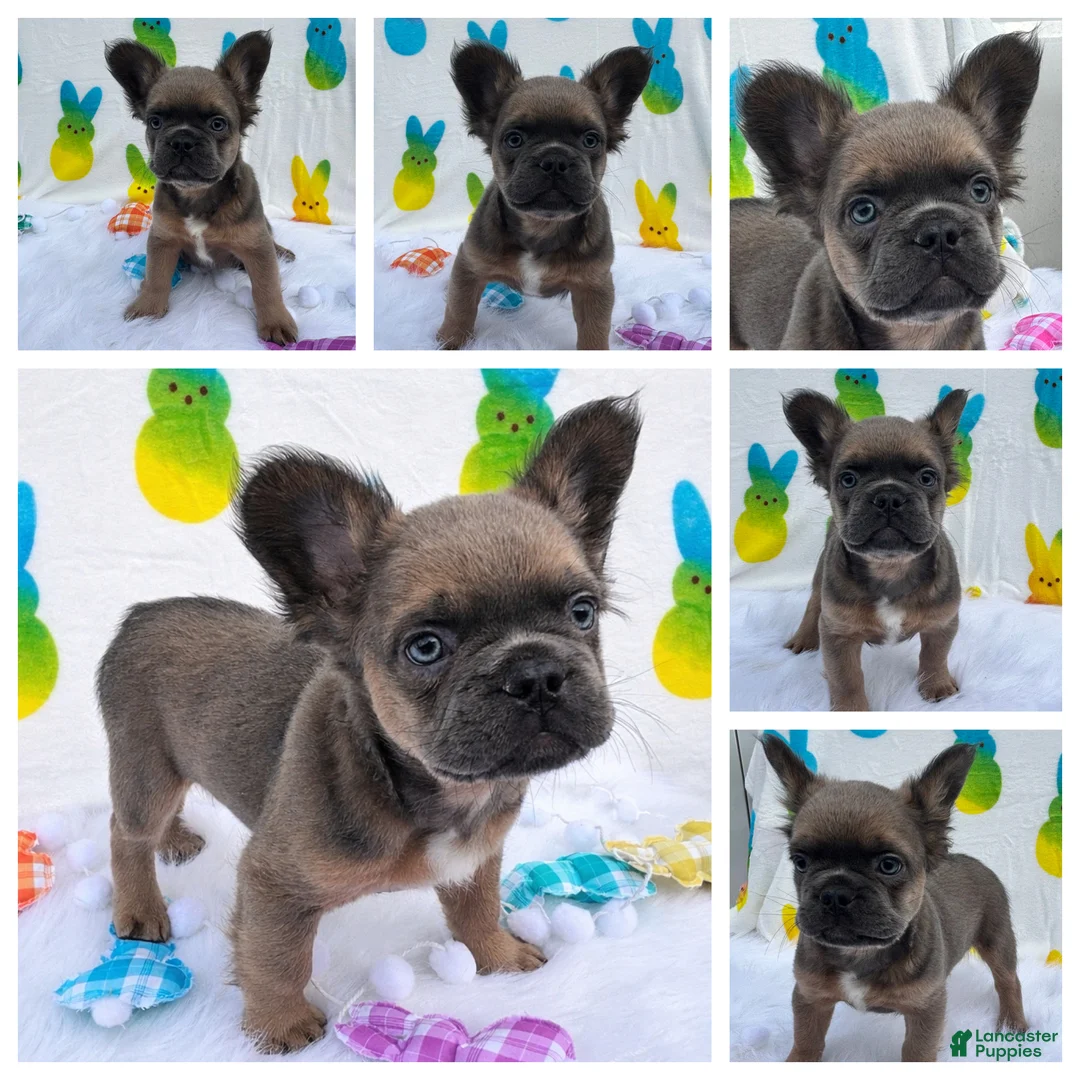French Bulldog dogs for sale: Stewie - Ad 1