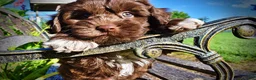 Havapoo dogs for sale: Chewy - Ad 4