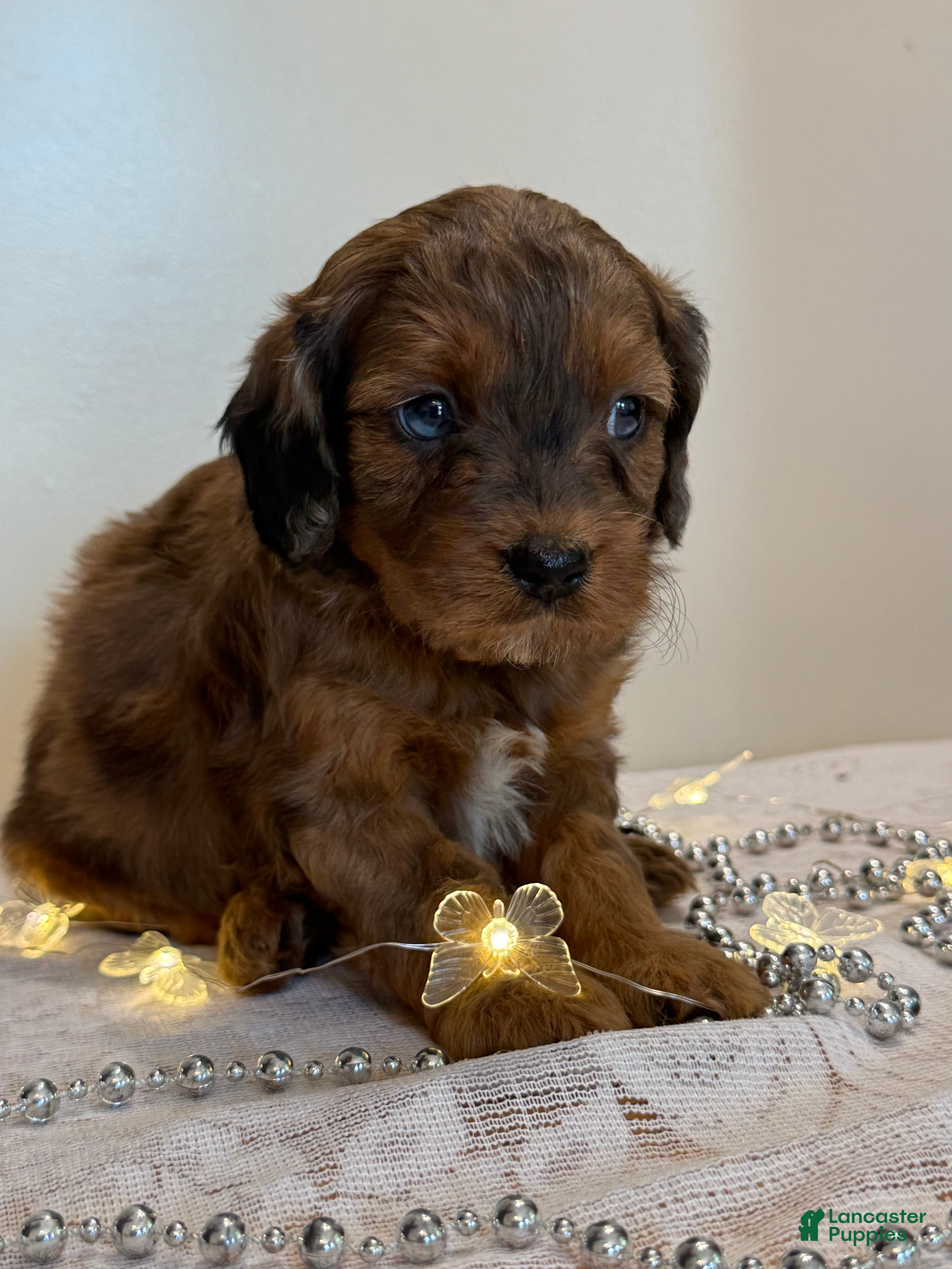 Cavapoo dogs Pizza Cavapoo  - Ad 1