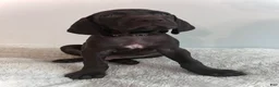 German Shorthaired Pointer dogs for sale: Honor - Ad 1
