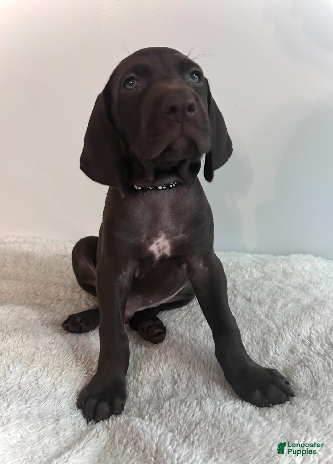 German Shorthaired Pointer dogs for sale: Honor - Ad 1
