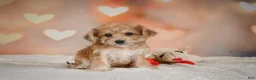 Yorkiepoo dogs for sale: Becca - Ad 5