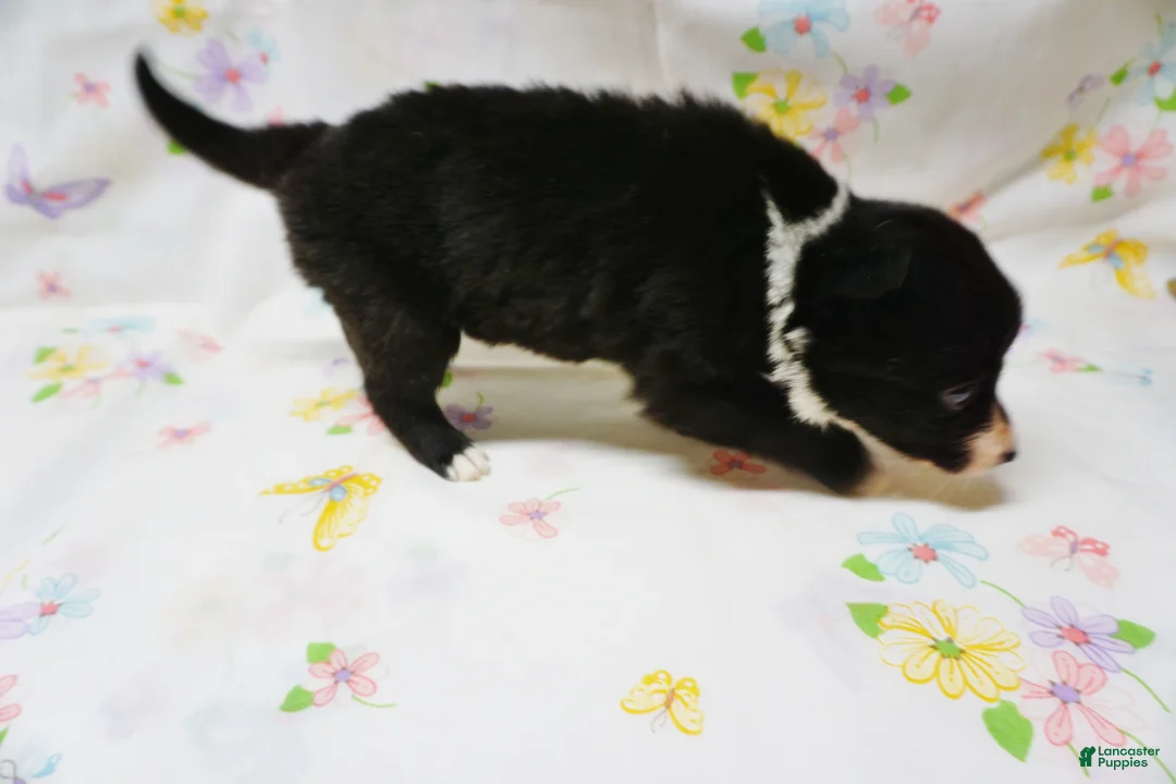 Border Collie dogs for sale: RYAN - Ad 2