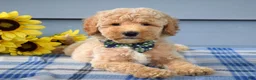Goldendoodle dogs for sale: Hunter - Ad 4