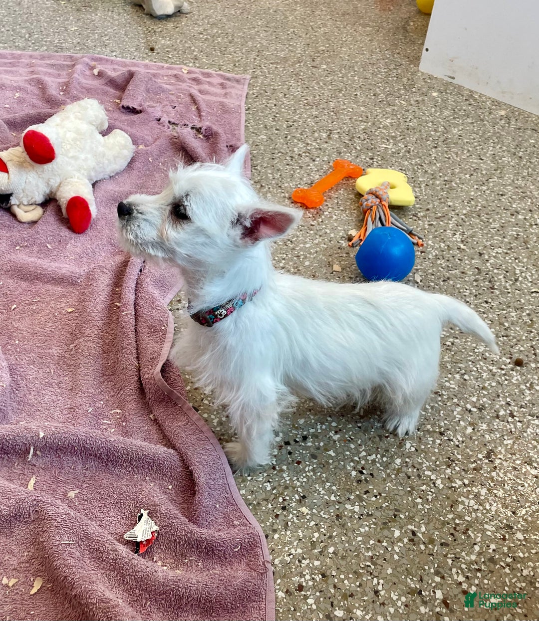 West Highland Terrier dogs for sale: Leah, AKC - Ad 4