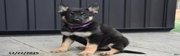 German Shepherd dogs for sale: Lyla - Ad 2