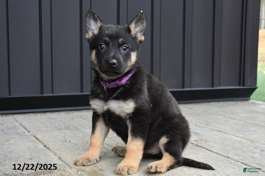 German Shepherd dogs for sale: Lyla - Ad 2