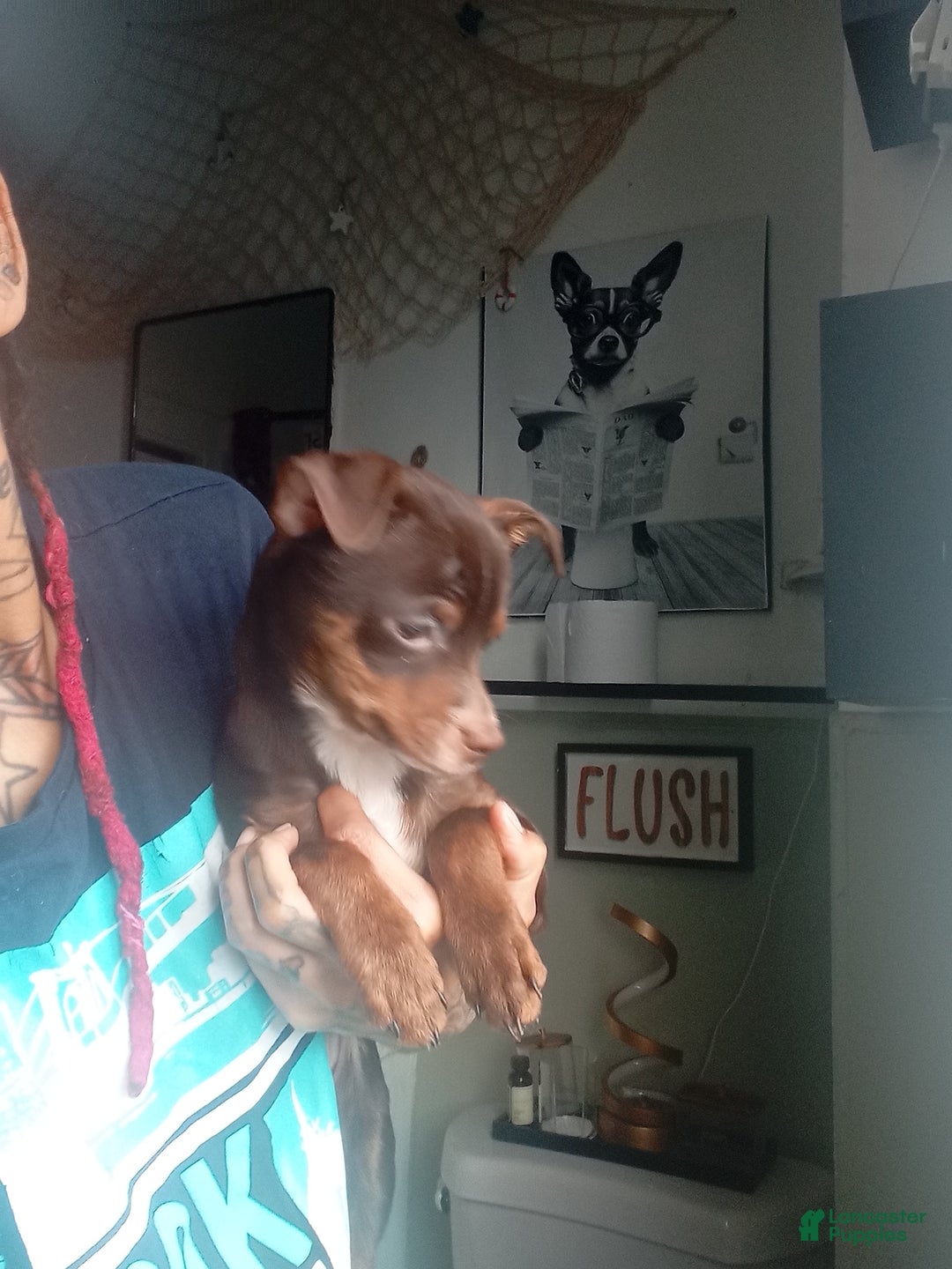 Chihuahua dogs for sale: Chocolate-Tri Chihuahua Puppy 1 - Ad 1