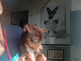 Chihuahua dogs Chocolate-Tri Chihuahua Puppy 1 - Ad 32