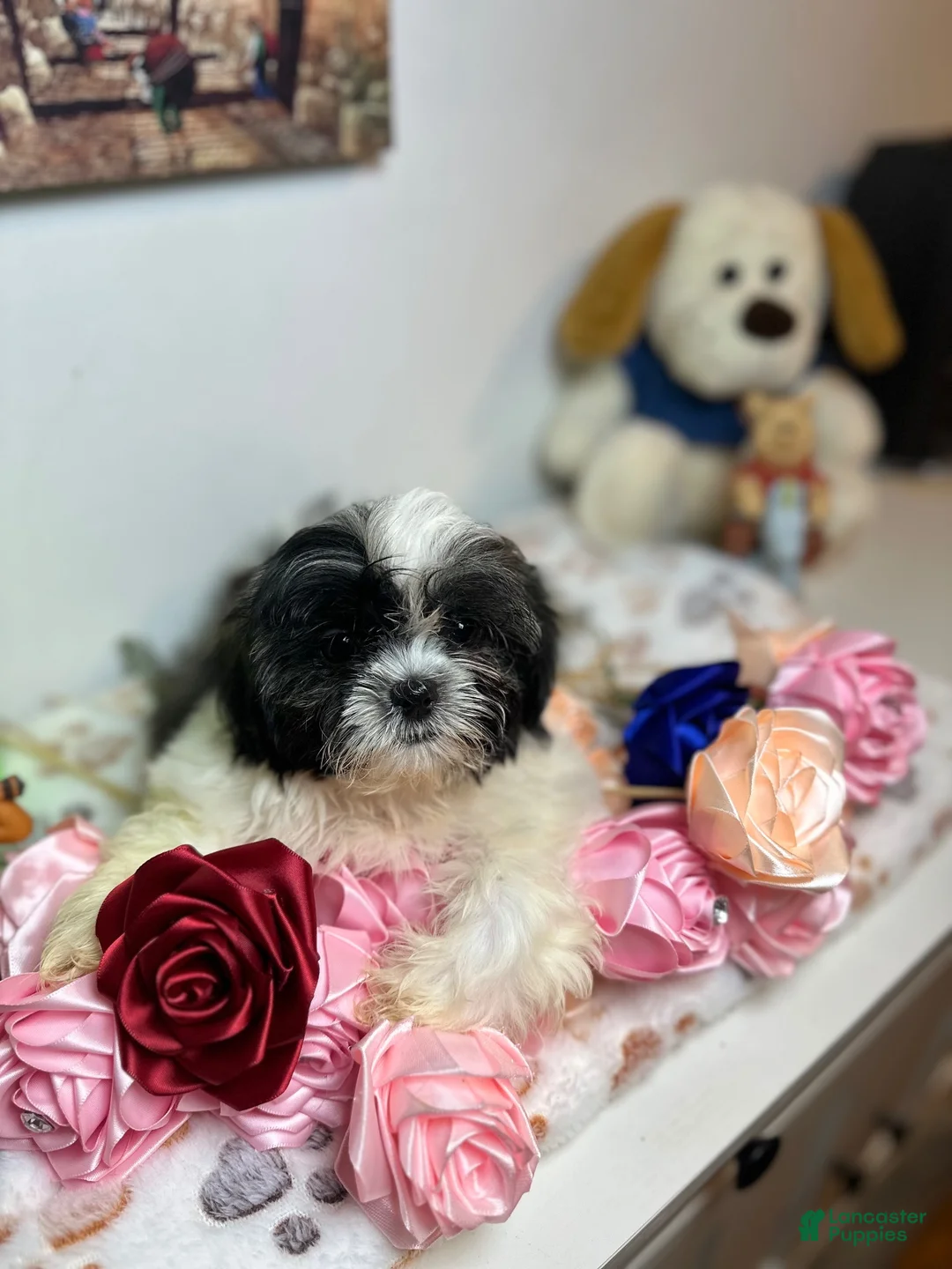 Shih Tzu dogs for sale: Cody - Ad 2