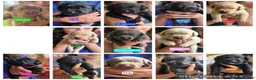 Labrador Retriever dogs for sale: Luigi - Ad 20