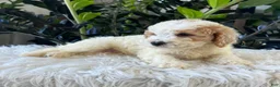 Mini Goldendoodle dogs for sale: Kenyon - Ad 5