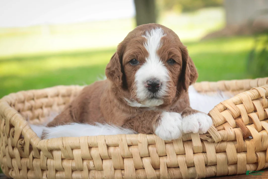 Cavapoo dogs for sale: Blaise Cavapoo  - Ad 2