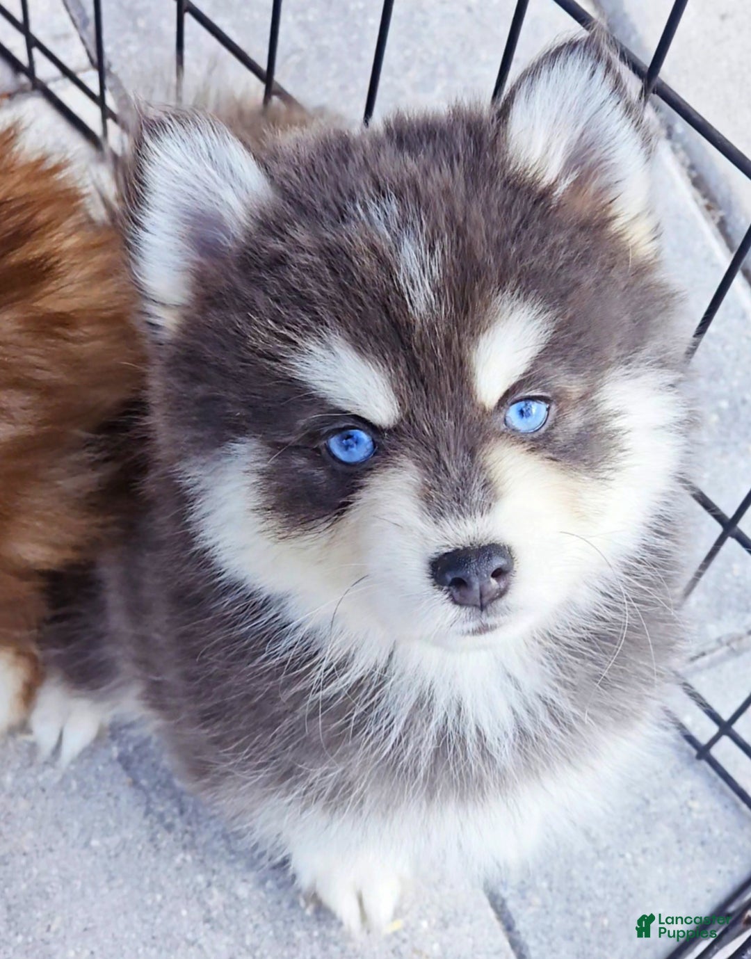 Pomsky dogs for sale: Blue Cloud - Ad 4
