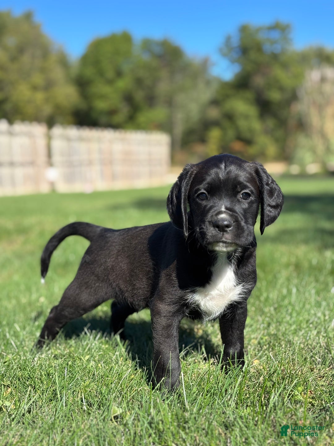 Mixed Breed dogs for sale: Felix - Ad 1