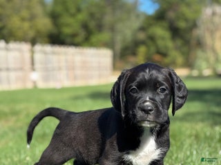 Mixed Breed dogs Felix - Ad 42