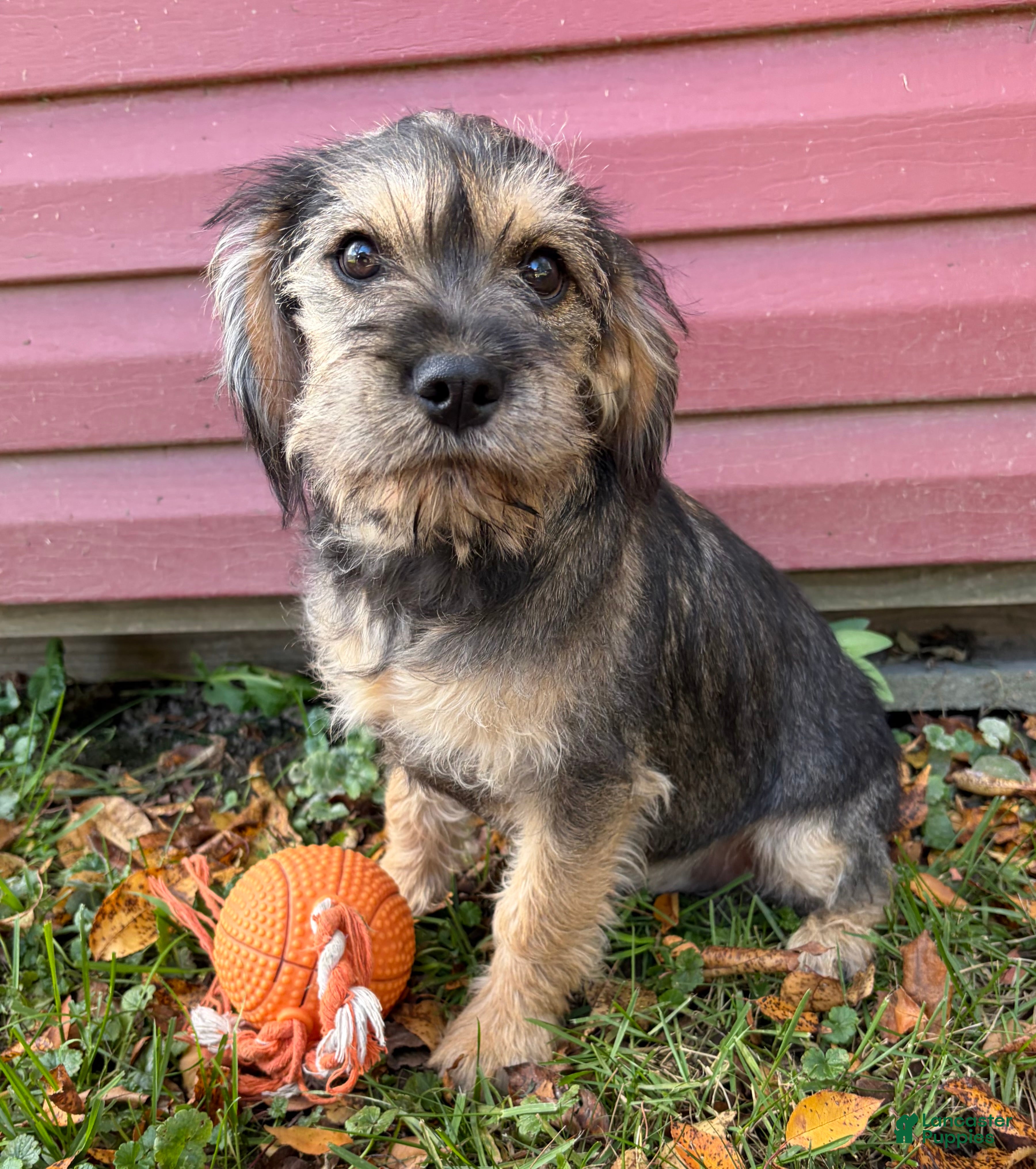 Schnoodle dogs Tia - Ad 1