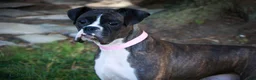 Boxer dogs for sale: Harold - Ad 5