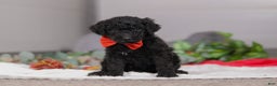 Standard Poodle dogs for sale: Noah - Ad 2