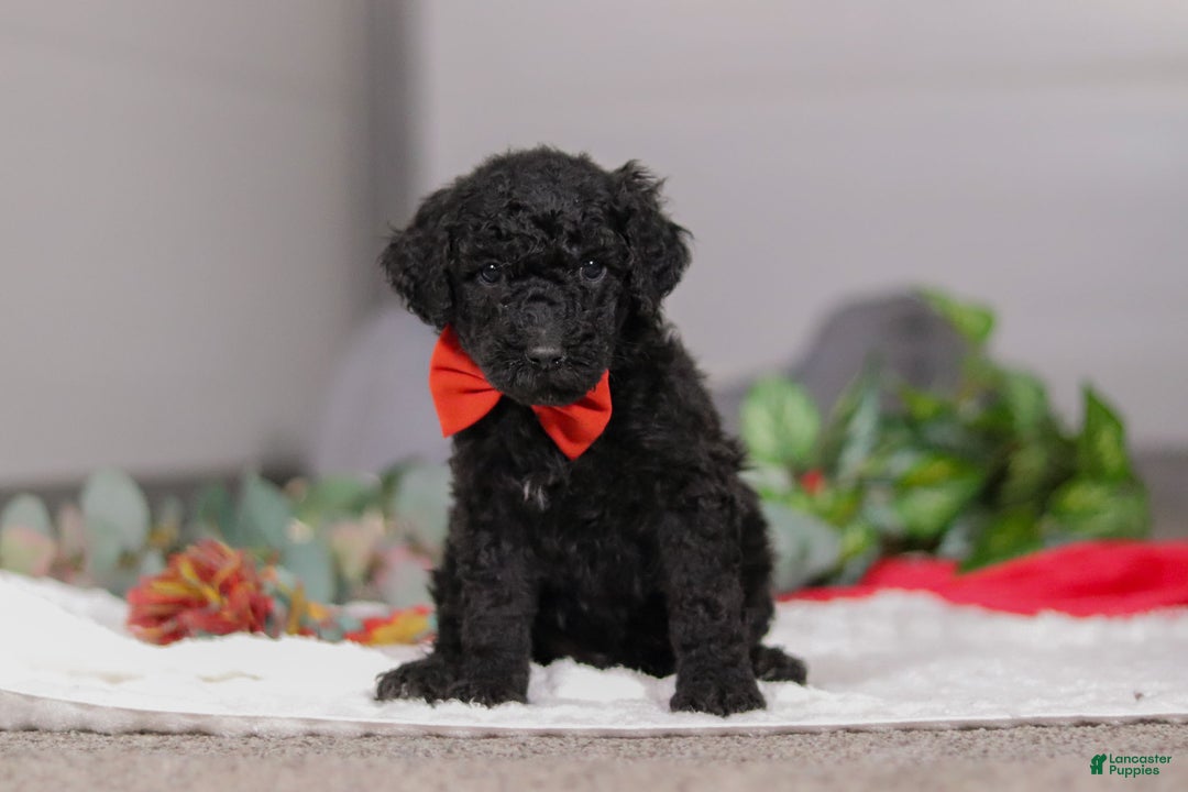 Standard Poodle dogs for sale: Noah - Ad 2