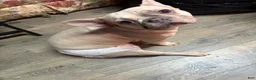 French Bulldog dogs for sale: French Bulldog Puppy 4 - Ad 3