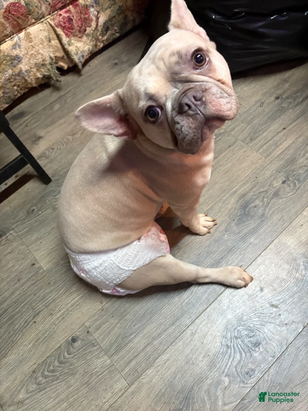 French Bulldog dogs for sale: French Bulldog Puppy 4 - Ad 3