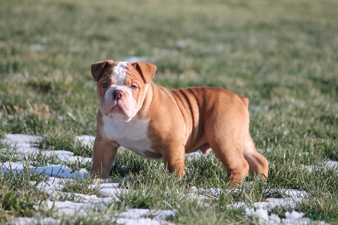 Olde English Bulldogge dogs for sale: Bluegates BOSS HOGG - Ad 5