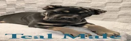 Cane Corso dogs for sale: Teal  - Ad 5