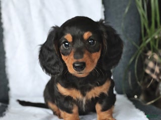 Miniature Dachshund dogs - Ad 32
