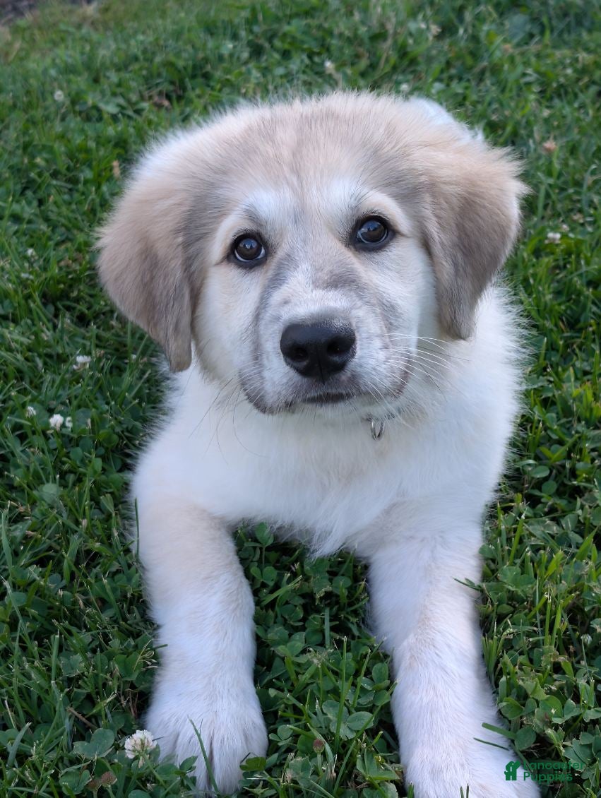 Mixed Breed dogs Bowan - Ad 1