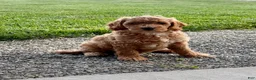 Mini Goldendoodle dogs for sale: Duke - Ad 3