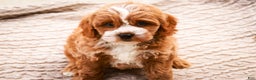 Cavapoo dogs for sale: Kohen - Ad 3