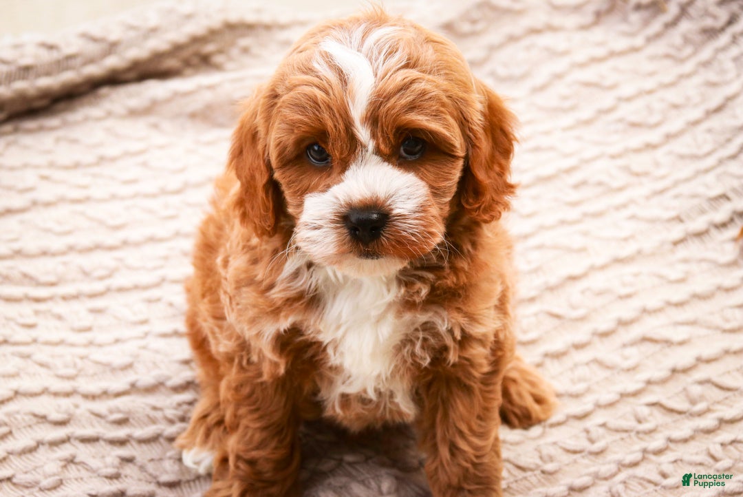Cavapoo dogs for sale: Kohen - Ad 3