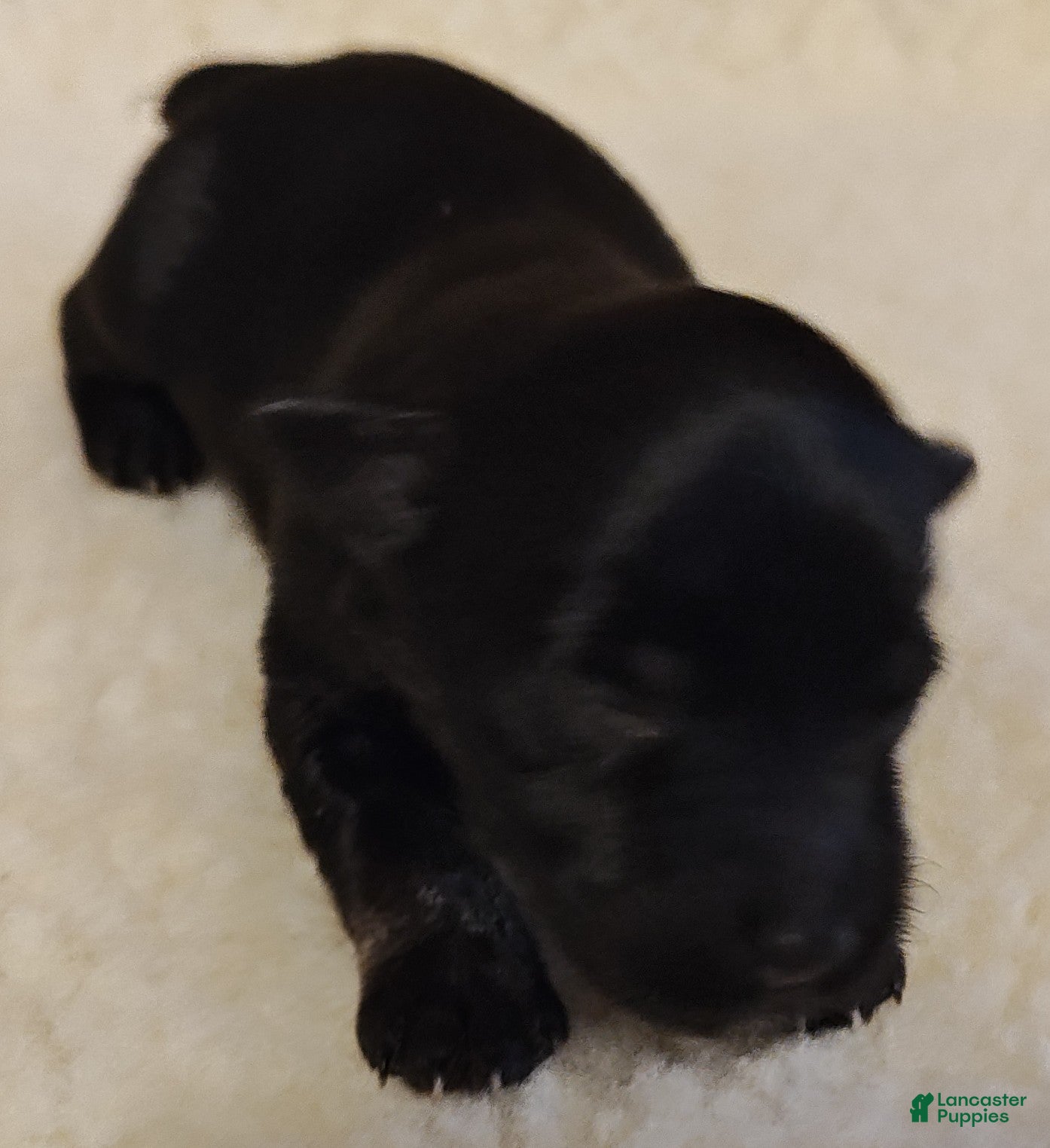 Miniature Schnauzer dogs Girl 4 - Ad 37