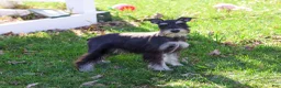Miniature Schnauzer dogs for sale: Rita - Ad 4