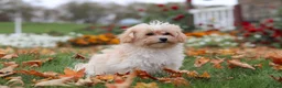 Havapoo dogs for sale: Nicole - Ad 3