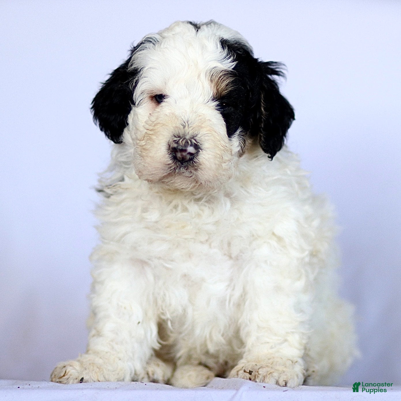 Mini Bernedoodle dogs Gizmo - Ad 38