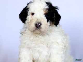Mini Bernedoodle dogs Gizmo - Ad 38
