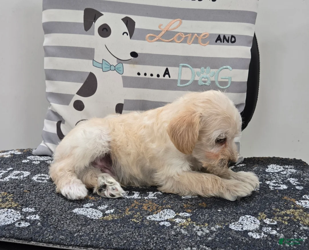 Schnoodle dogs for sale: Dewey - Ad 3