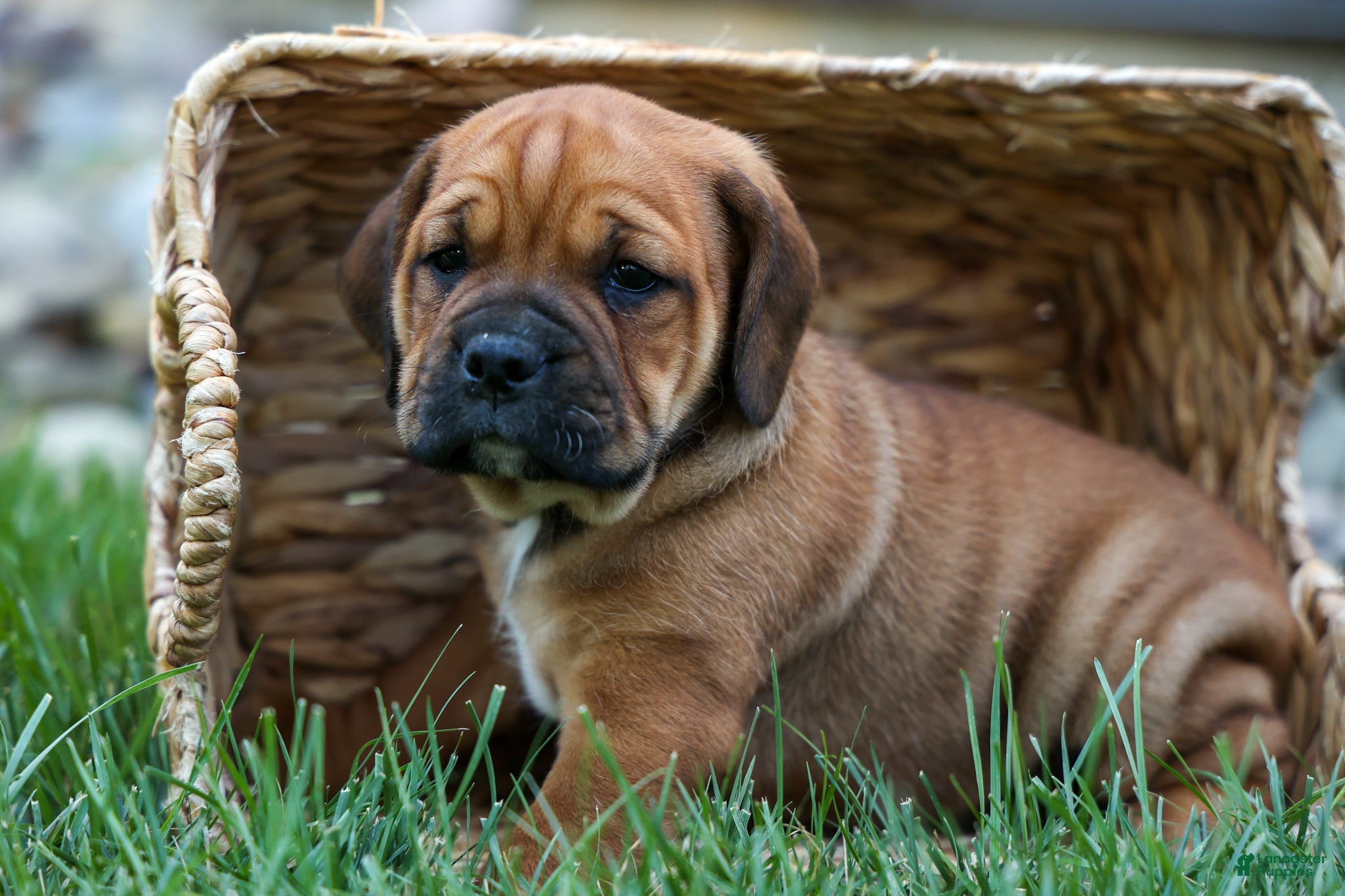 Beabull dogs Axel 💙🐾 - Ad 2