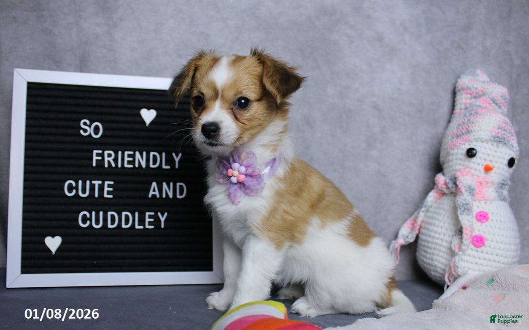 Papillon dogs for sale: Nelly - Ad 2