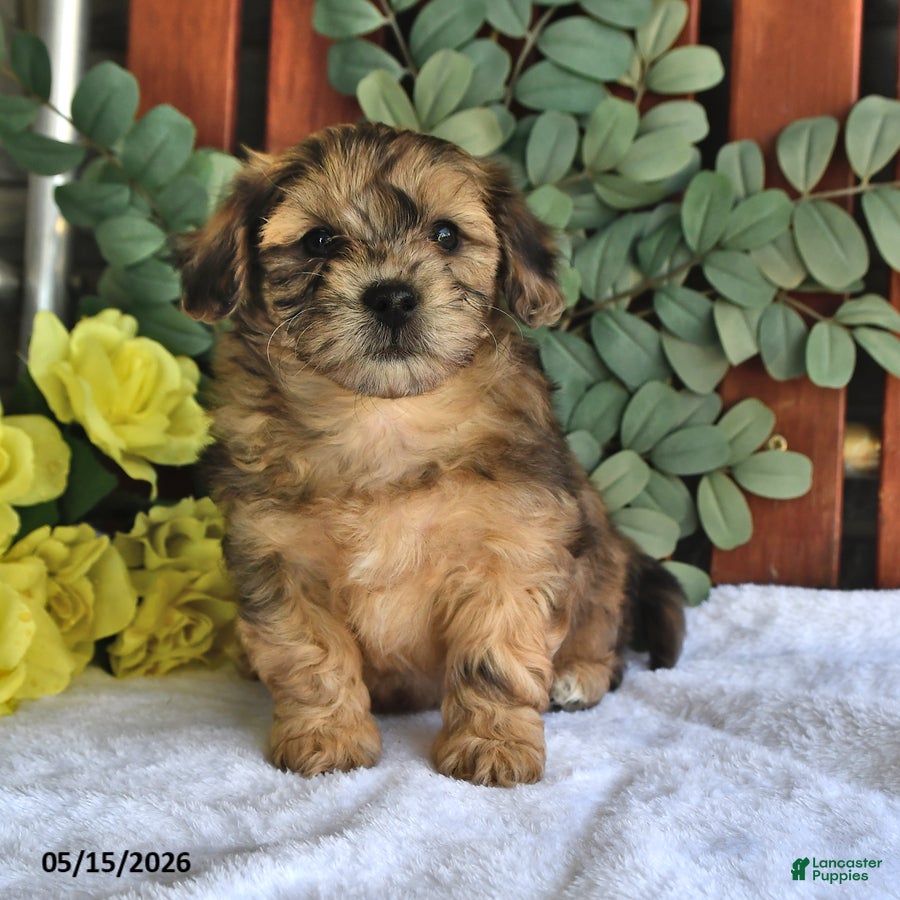 Shihpoo dogs Cupcake - Ad 1
