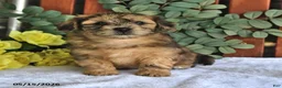 Shihpoo dogs for sale: Cupcake - Ad 1
