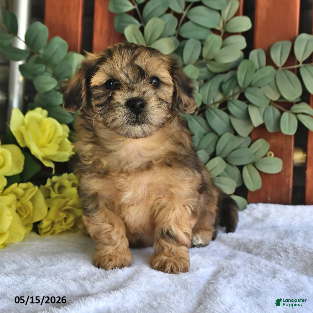 Shihpoo dogs for sale: Cupcake - Ad 1
