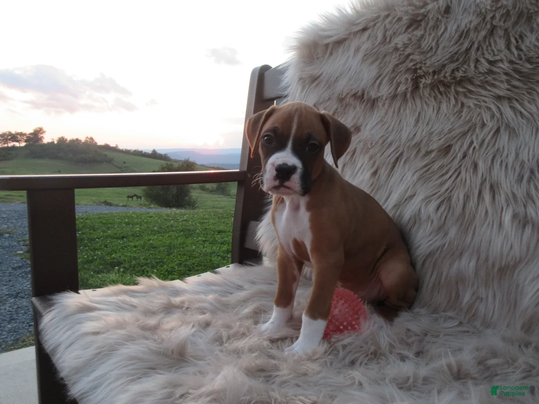 Boxer dogs for sale: Bozo - Ad 1