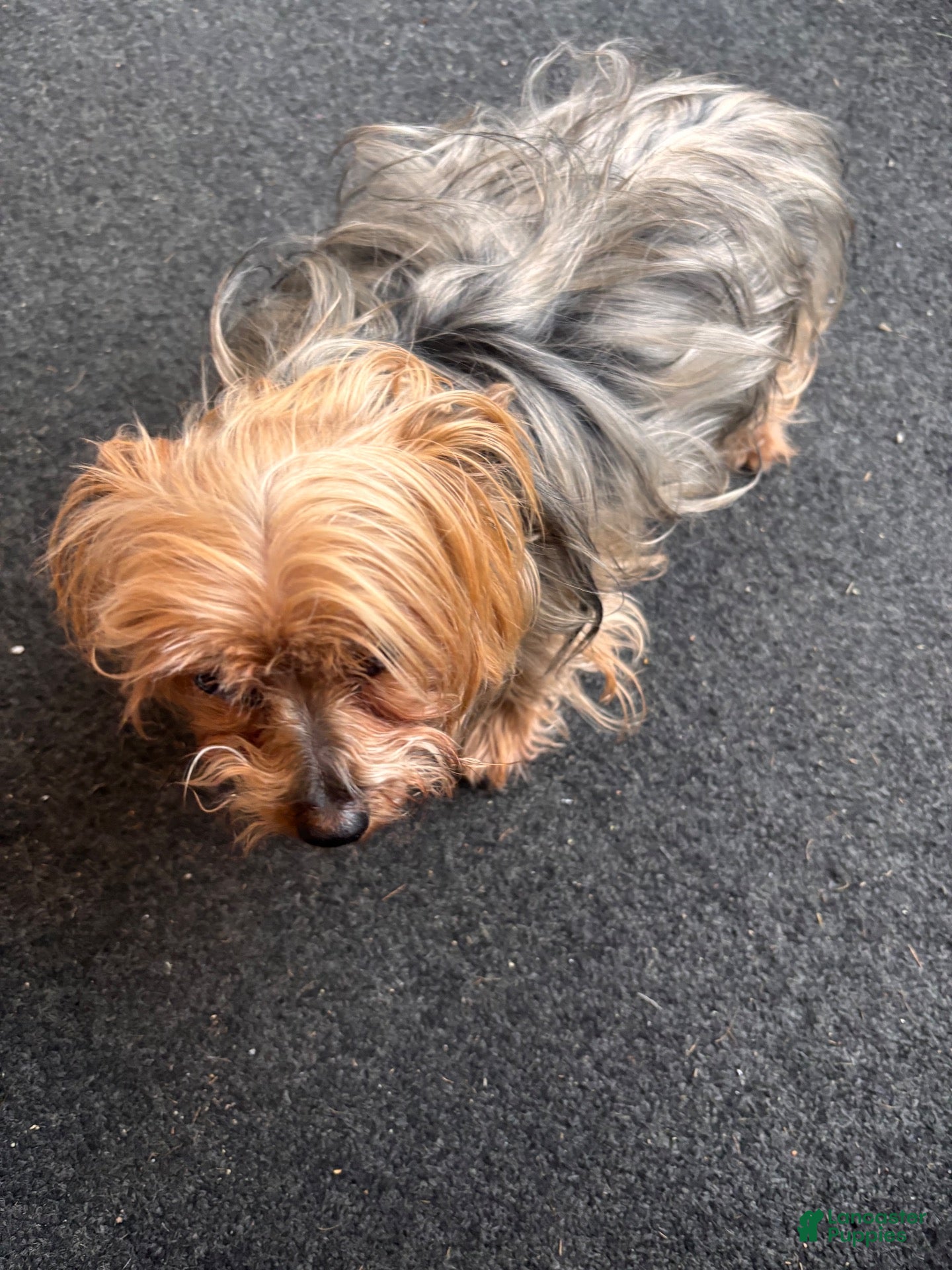 Yorkiepoo dogs Yorkiepoo 1 - Ad 1